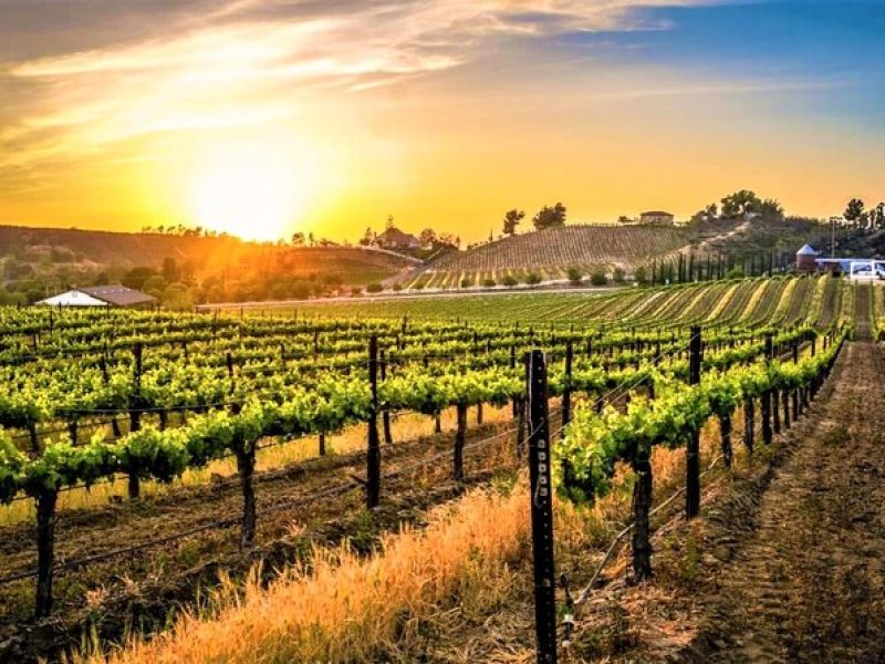 Private Excursion from Orange County Including Lunch + Tastings