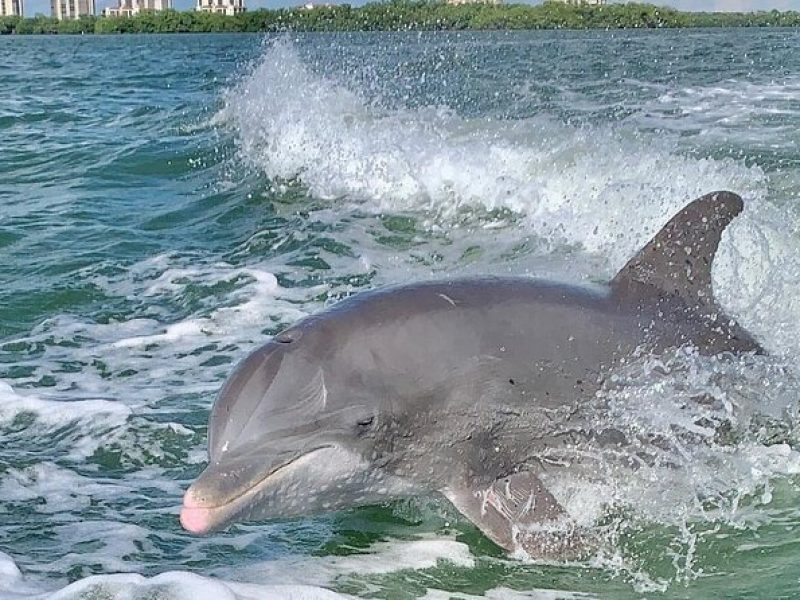 Dolphin Tours – Fort Myers Beach / Naples