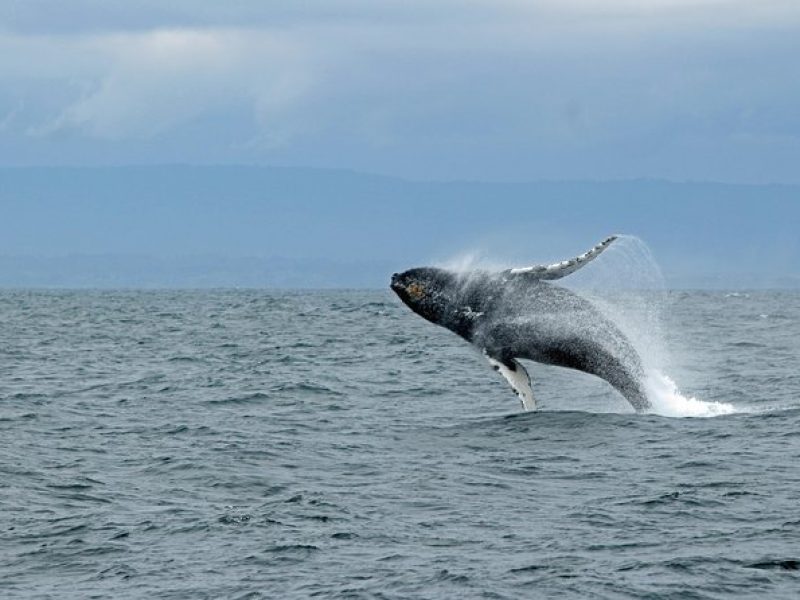 Wildlife Viewing and Whale Watching Quest