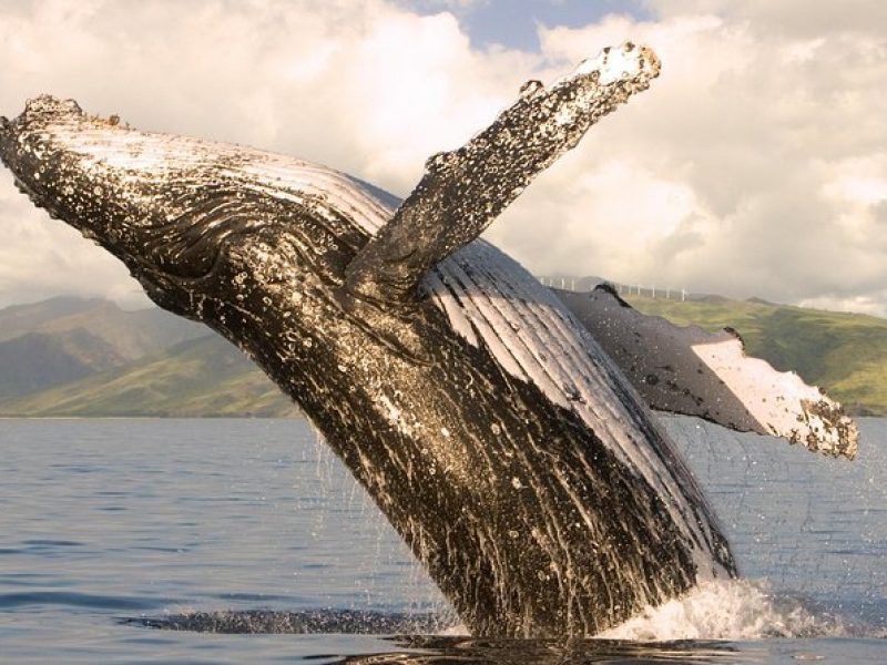 Whale Watching from Ma'alaea Harbor