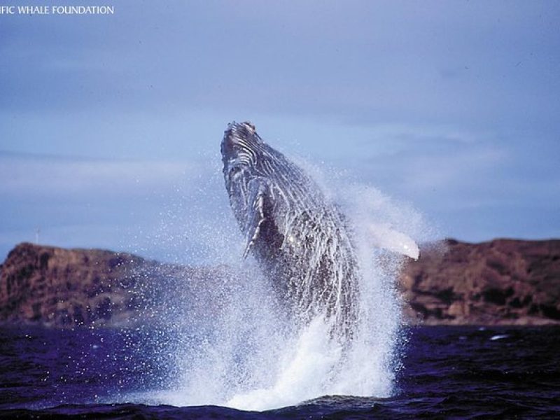 Whalewatch Deluxe Tour from Ma'alaea Harbor