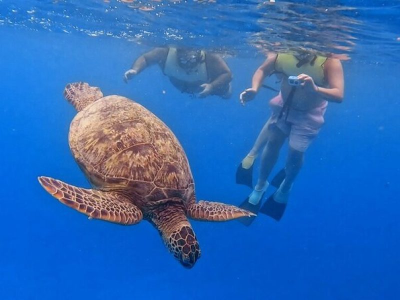 Snorkel with Turtles