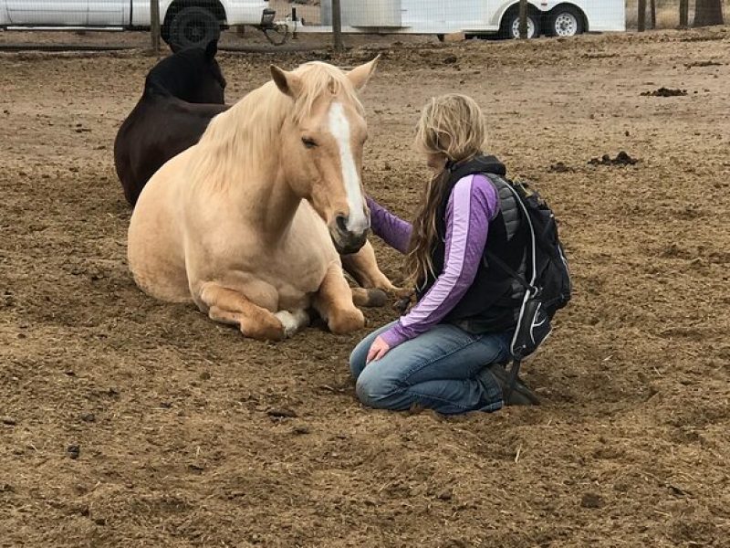 1.5 Hours Private Meditations with the Horses in Oregon