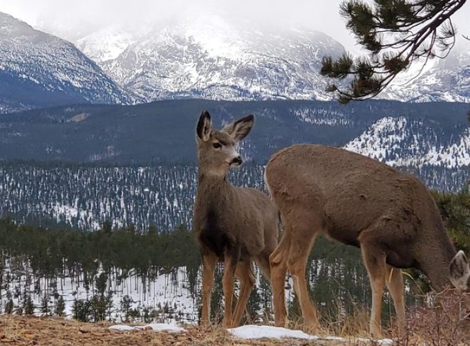 Lower Valley Tour RMNP