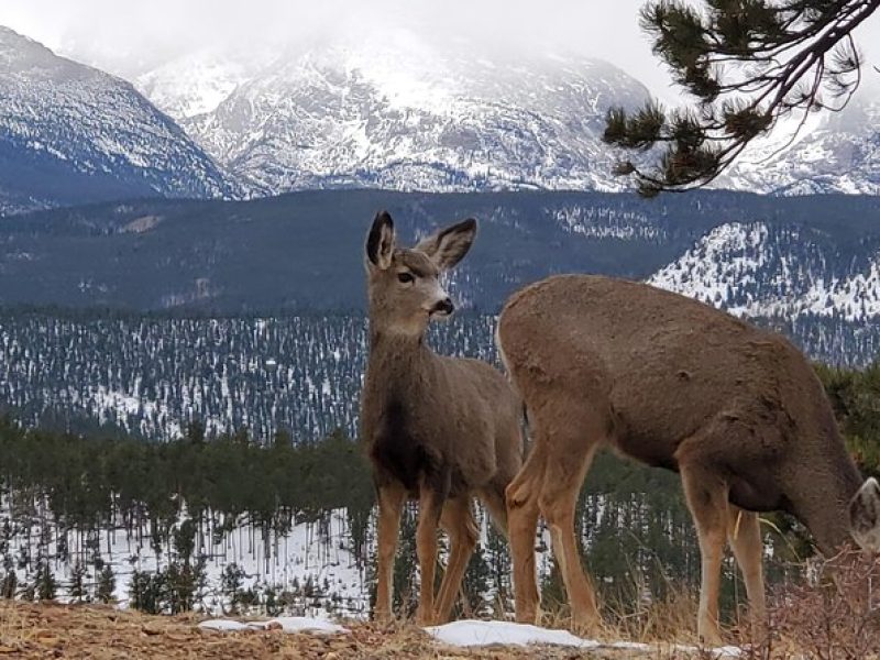 Lower Valley Tour RMNP