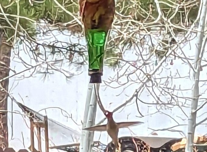 Hydro Dipped Hummingbird Feeder