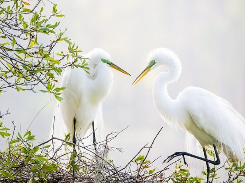 Photograph low country wildlife with a professional photographer