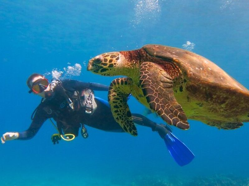 Beginner Scuba Dive in Lahaina (swimming ability required)