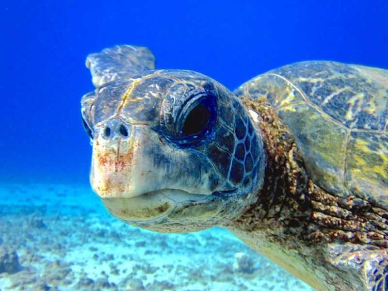 Certified Shore Dive in Lahaina