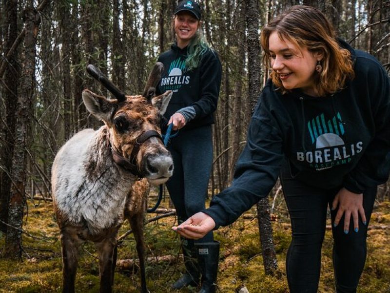 Walking with Reindeer Experience