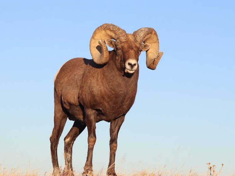 Badlands Sunset and Wildlife Adventure