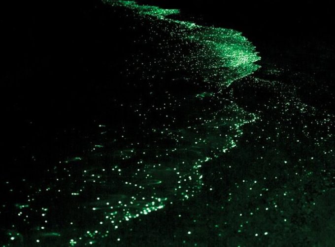 Bioluminescence and Sunset Kayak Tour in the San Juan Islands