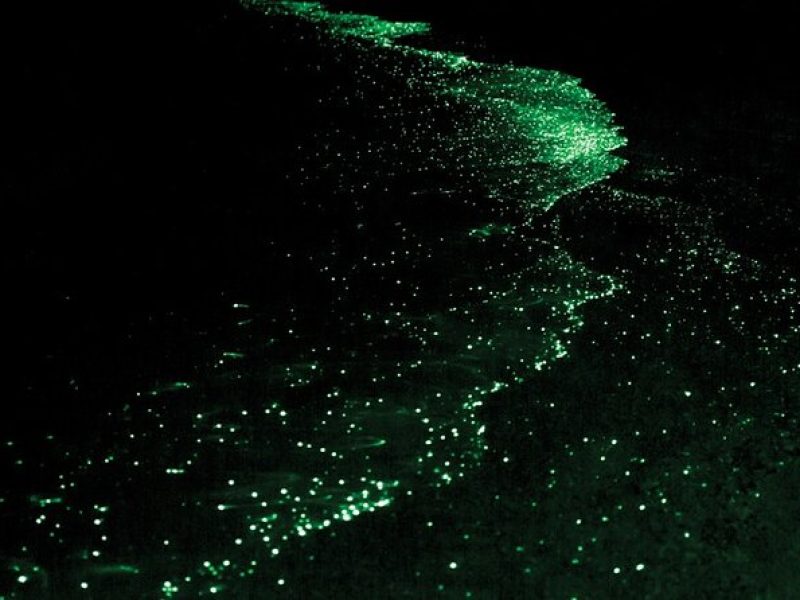 Bioluminescence and Sunset Kayak Tour in the San Juan Islands