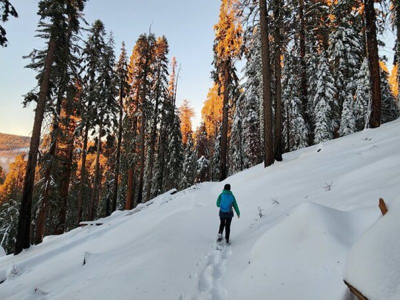 Private Snowshoe Adventure – Sequoia National Park