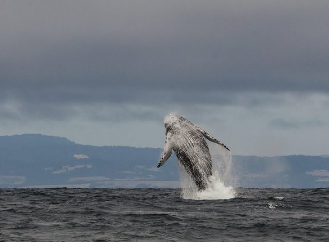 Whale Watching Monterey Bay semi-private limited to 6 people max