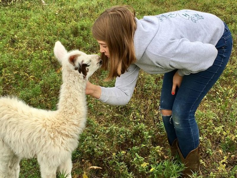 Llama/Alpaca Hike and Farm Tour