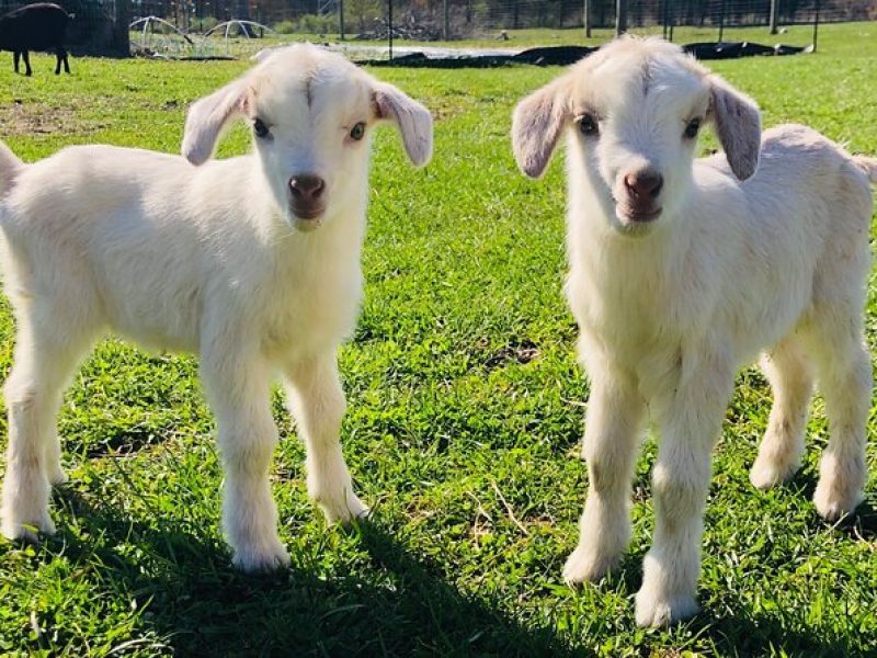 Farm Tour at Clover Brooke Llama/Alpaca/Goat Farm