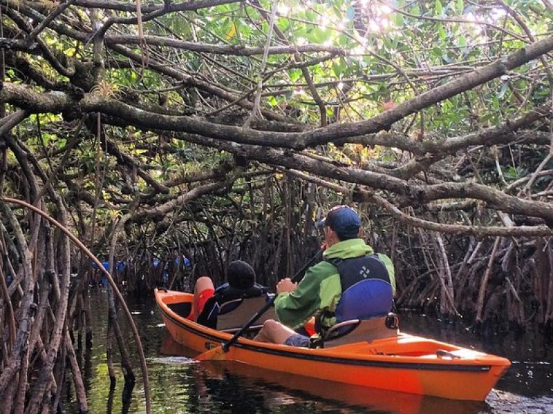 Everglades Kayak Safari Adventure Through Mangrove Tunnels