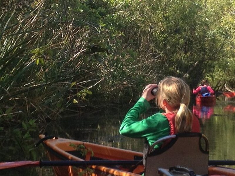 2Hour Everglades Kayak Safari Adventure Through Mangrove Tunnels