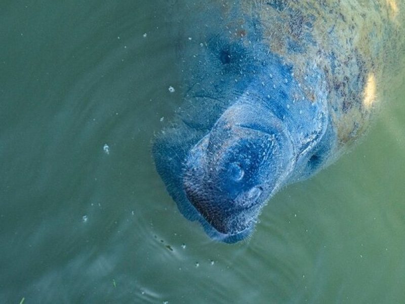 Manatees, Grasslands and Mangroves kayak Tour (Small Group Tour)