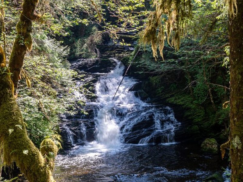 Ketchikan Magical Old-Growth Creek Trek Guided Tour