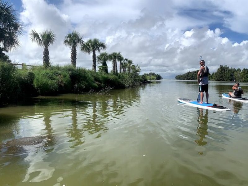 Wildlife Refuge Sunset Dolphin, Manatee & Mangrove Kayak or Paddleboarding Tour!