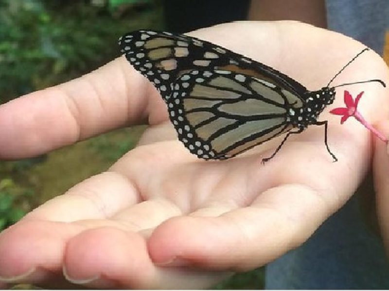 The Maui Butterfly Farm Tour!