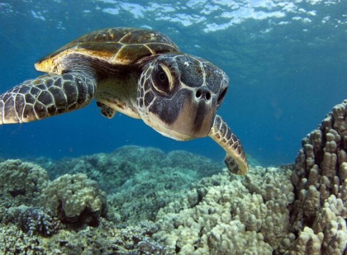 Morning Snorkel Sail from Lahaina Harbor