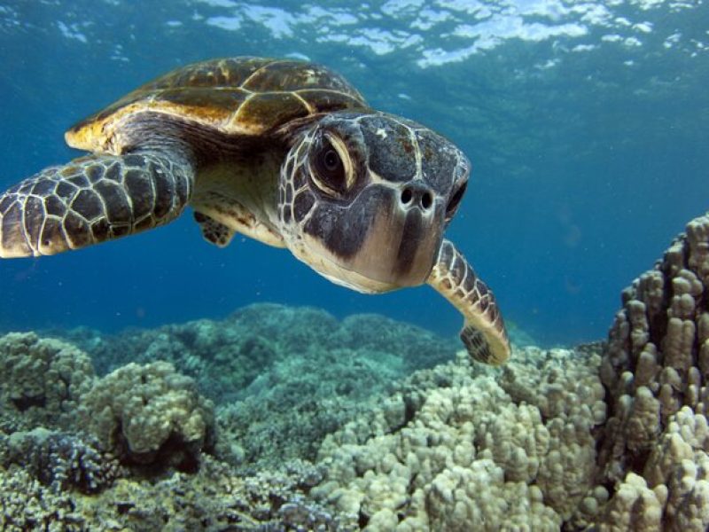 Morning Snorkel Sail from Lahaina Harbor