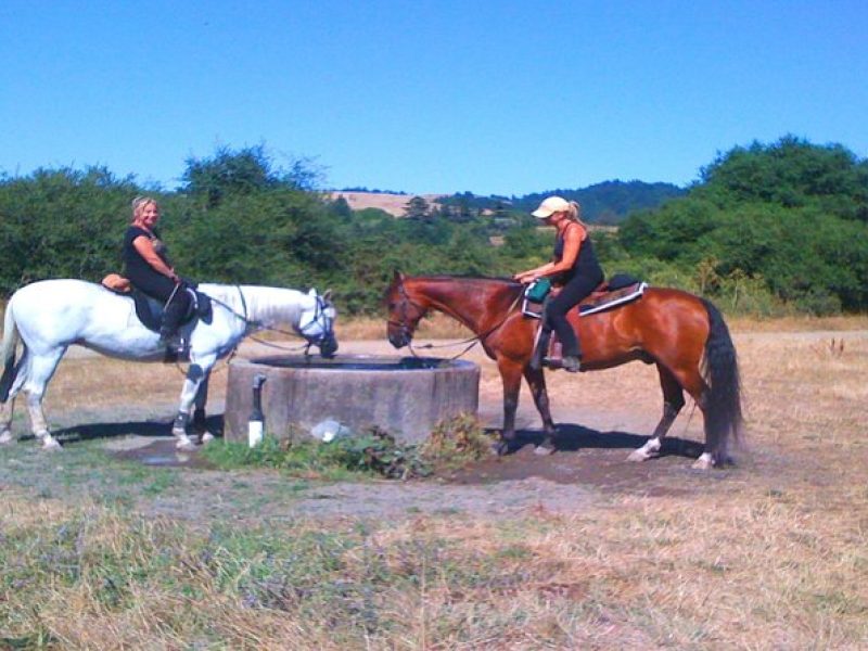 Private Horseback Riding and Muir Woods Adventure from San Francisco