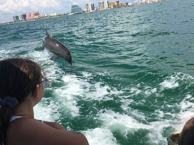 Little Toot Dolphin Adventure at Clearwater Beach