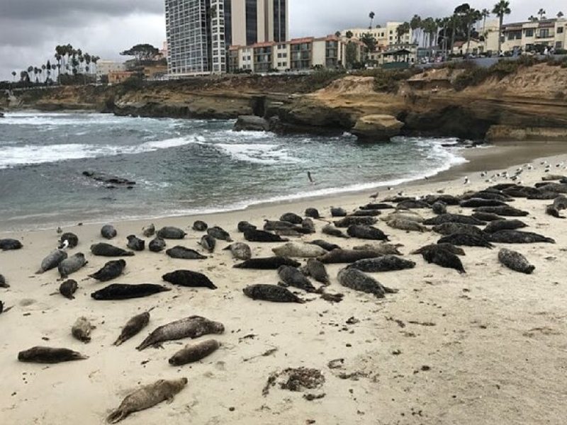 Private Segway Experience Through La Jolla