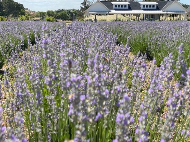 Half-day Wine and Olive Oil Tasting and Lavender Farm Tour