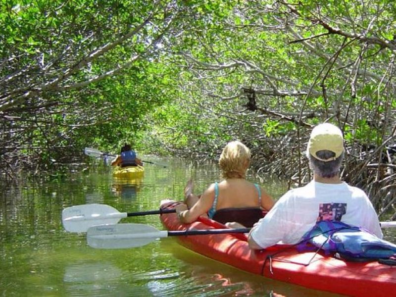 Key West Mangrove Kayak Eco Tour