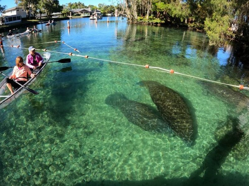 Clear Kayak Manatee Ecotour of Crystal River