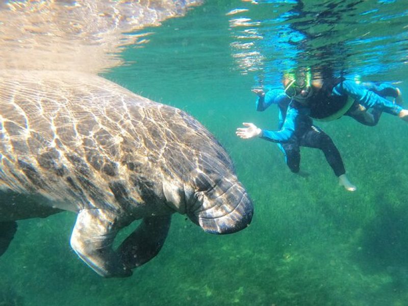 Swim With Manatees In Crystal River, Florida