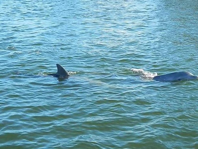 Guided Two Hour Boat Tour of the Indian River Lagoon