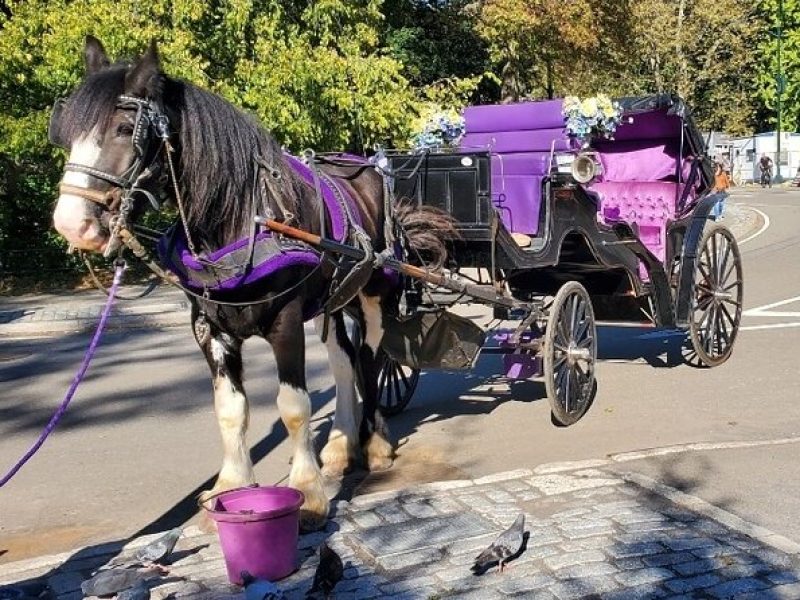 Official Private New York City Central Park Horse Carriage Ride Since 1965™