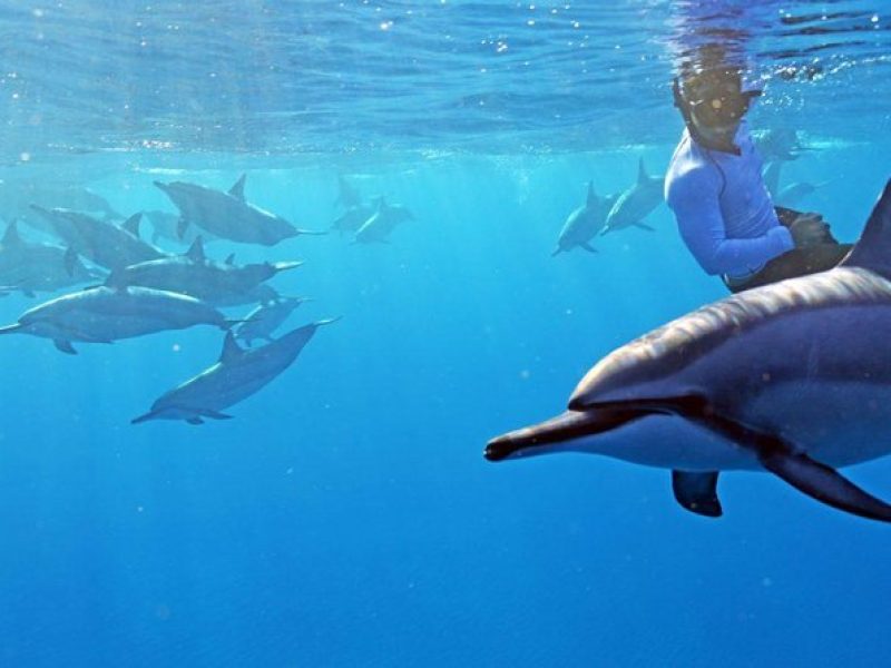 Private Dolphin Swim with Slide for up to 15 Passengers