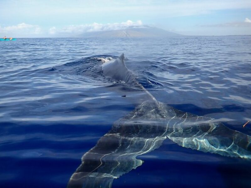 Kayak Whale Watching Tour (7am-10am)