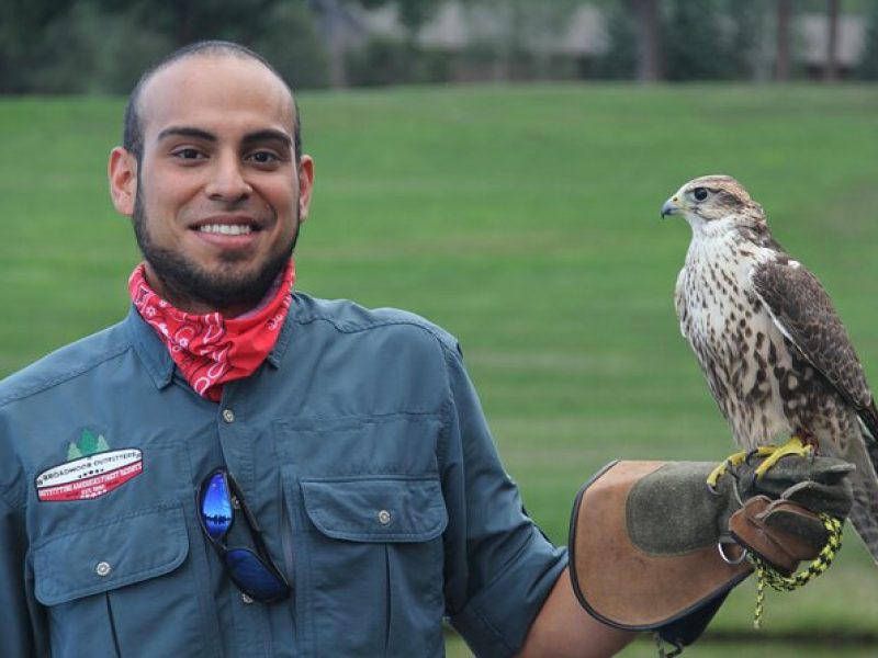 Colorado Springs Hands-On Falconry Class and Demonstration