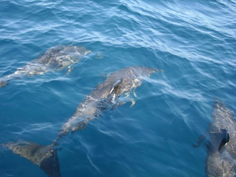 Dolphin Tours along and near the beautiful Indian River Lagoon