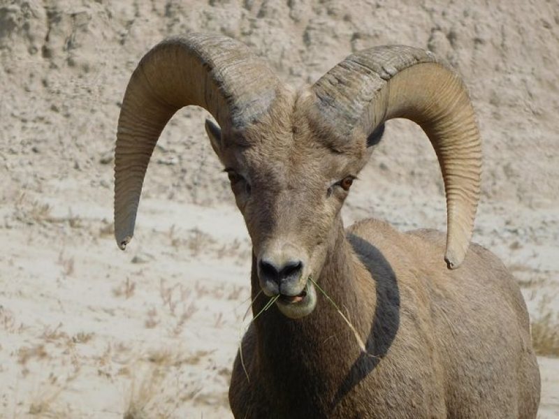 Private Tour of the Badlands with Local Experts