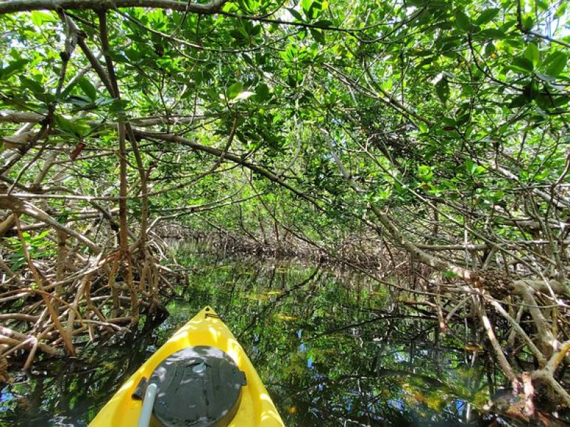 Florida Keys Mangrove Eco Tour of Manatee Bay