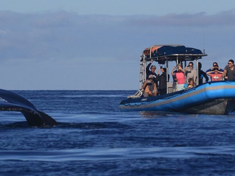 The Ultimate 12 pm Whale Watching Tour (1 hr 30 min)