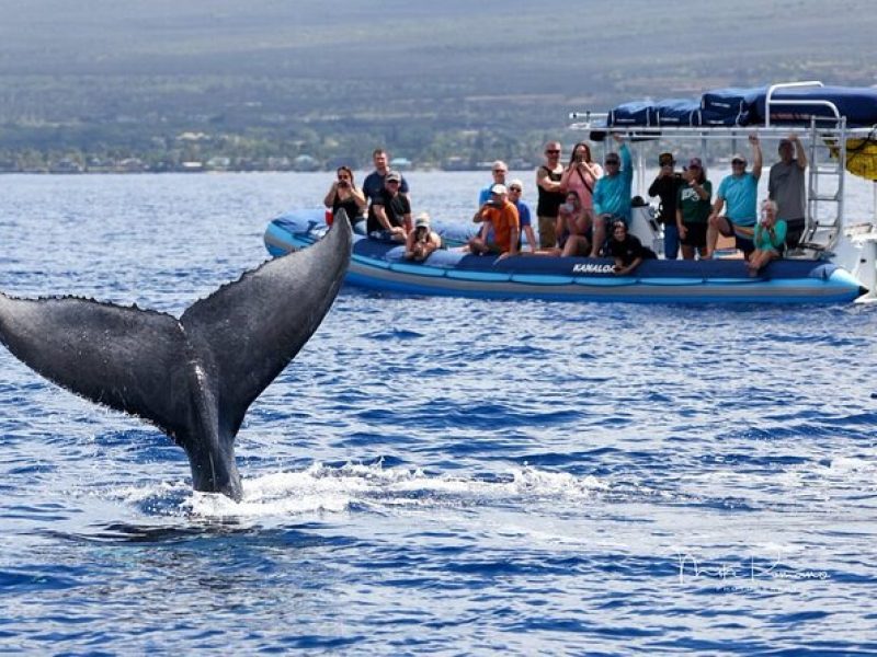 The Ultimate 10 am Whale Watching Tour (1 hr 30 min)