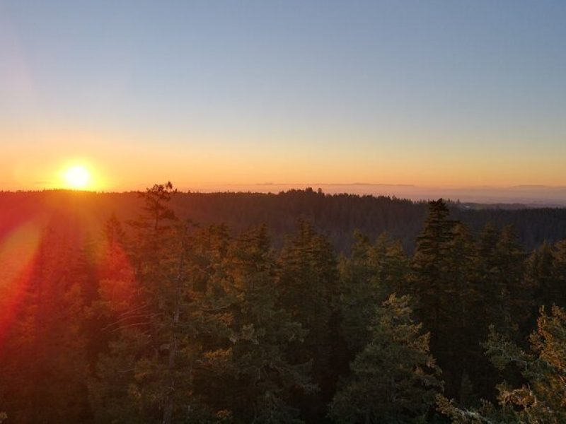 Sunset Tree Climb at Silver Falls State Park