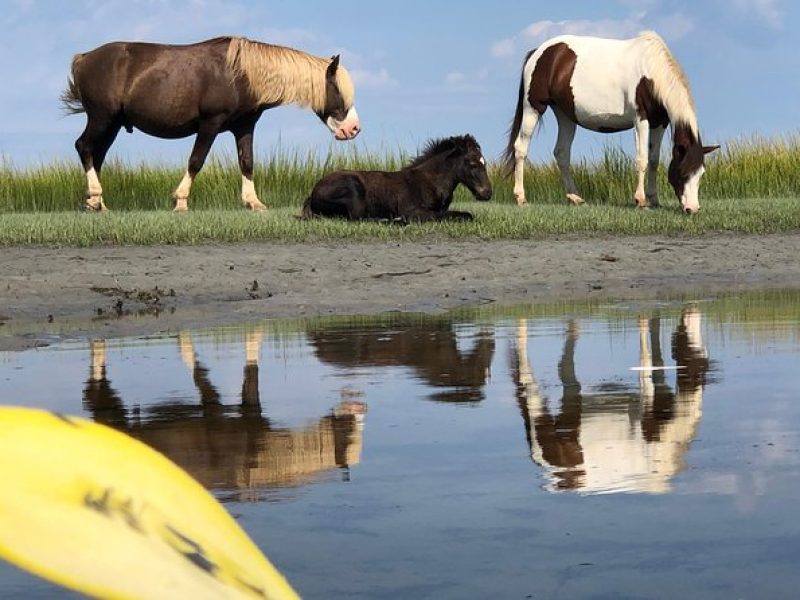 Guided Kayak Tour to see ponies, birds, dolphins and more