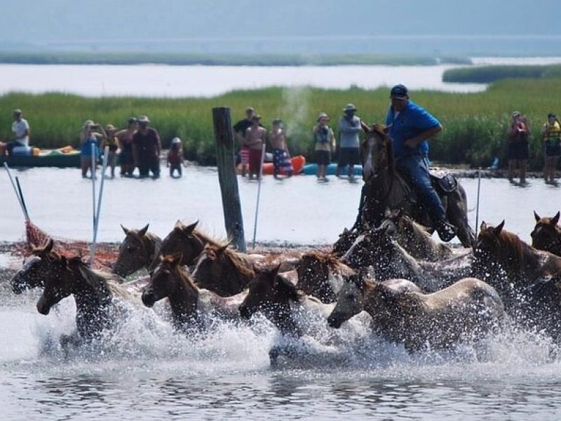 Chincoteague Pony Swim Kayak Tour 2025 with shuttle