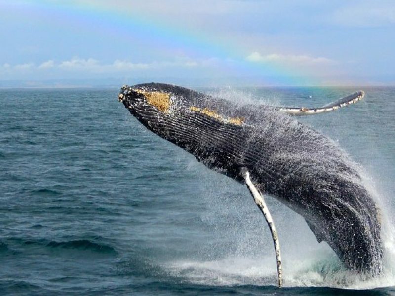 Whale Watching Tour